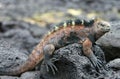 Marine Iguana Royalty Free Stock Photo