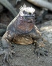 Marine Iguana Royalty Free Stock Photo