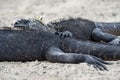 Marine iguana Amblyrhynchus cristatus albemarlensis Royalty Free Stock Photo