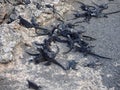 Marine Iguana, Amblyrhynchus cristatus albemarlensis, with some places found in large numbers, Isabela Island, Galapagos, Ecuador Royalty Free Stock Photo