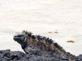 Marine Iguana, Amblyrhynchus cristatus albemarlensis, is a subspecies on Isabela Island, Galapagos, Ecuador Royalty Free Stock Photo