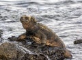 The Marine Iguana Amblyrhynchus cristatus in Galapagos islands, Ecuador