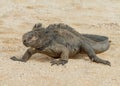 Marine Iguana Amblyrhynchus cristatus GalÃÂ¡pagos Islands