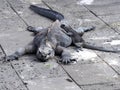 Marine Iguana Amblyrhynchus cristatus hassi, lies on the pavement, Santa Cruz, Galapagos, Ecuador