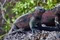 Marine Iguana, Amblyrhynchus cristatus, resting in the Galapagos Royalty Free Stock Photo