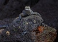 Marine Iguana Amblyrhynchus cristatus resting on lava rock Royalty Free Stock Photo