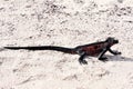 Marine iguana Amblyrhynchus cristatus on beach Royalty Free Stock Photo