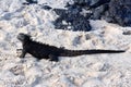 Marine iguana Amblyrhynchus cristatus on beach Royalty Free Stock Photo