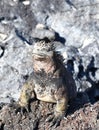 Marine iguana Amblyrhynchus cristatus sunbath