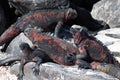 Marine Iguana  Amblyrhynchus cristatus  sunning in the Galapagos Royalty Free Stock Photo