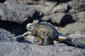 Marine Iguana Amblyrhynchus cristatus walking, Punta Espinosa, Fernandina Island, Galapagos Islands Royalty Free Stock Photo