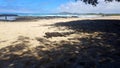 A marine iguana basking in the sun at the beach on the island of Isabela, Galapagos archipelago. Royalty Free Stock Photo