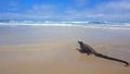 A marine iguana basking in the sun at the beach on the island of Isabela, Galapagos archipelago. Royalty Free Stock Photo