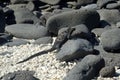 A marine Iguana basking in the sun on black stones, Galapagos