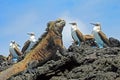 Marine iguana with blue footed boobies, booby, Sula nebouxii and Amblyrhynchus cristatus, on Isabela Island, Galapagos