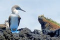 Marine iguana with blue footed boobies, booby, Sula nebouxii and Amblyrhynchus cristatus, on Isabela Island, Galapagos Royalty Free Stock Photo