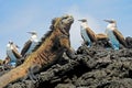 Marine iguana with blue footed boobies, booby, Sula nebouxii and Amblyrhynchus cristatus, on Isabela Island, Galapagos Royalty Free Stock Photo