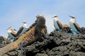 Marine iguana with blue footed boobies, booby, Sula nebouxii and Amblyrhynchus cristatus, on Isabela Island, Galapagos Royalty Free Stock Photo