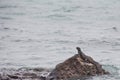 Marine iguana climbing out of the water on a rock