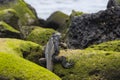 A Marine Iguana climbing rocks