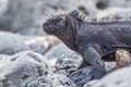 Marine Iguana Close Up 1 Royalty Free Stock Photo