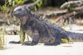 Marine Iguana Close Up 2 Royalty Free Stock Photo