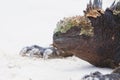 Marine Iguana Close up portrait on the beach Royalty Free Stock Photo