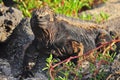 Marine iguana on the island of San Cristobal Royalty Free Stock Photo