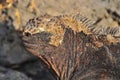 Marine iguana on the island of San Cristobal Royalty Free Stock Photo