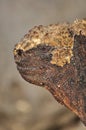 Marine iguana on the island of San Cristobal Royalty Free Stock Photo