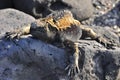 Marine iguana on the island of San Cristobal Royalty Free Stock Photo