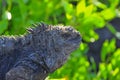 Marine iguana on the island of San Cristobal Royalty Free Stock Photo