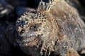Marine iguana on the island of San Cristobal Royalty Free Stock Photo