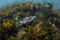 Marine iguana feeding underwater with fish school, Cape Douglas, Fernandina Island, Galapagos