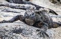 A marine iguana on Fernandina Island, Galapagos, Ecuador