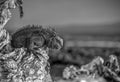 Marine iguana, Fernandina Island, Galapagos Royalty Free Stock Photo