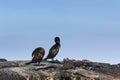 Marine Iguana, flightless Cormorant & Sally-lightfoot crab Royalty Free Stock Photo