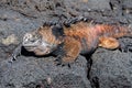 Marine Iguana