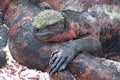 Marine Iguana,Galapagos.