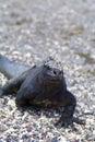 Marine Iguana   832824 Royalty Free Stock Photo