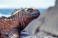 Marine iguana, Galapagos Islands, Ecuador