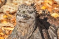 Marine Iguana, Galapagos Islands, Ecuador