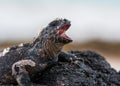 Marine Iguana Galapagos sitting on rock with mouth open