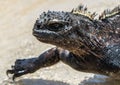 Marine Iguana Galapagos with yellow spikes