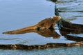 Marine Iguana Grazing Royalty Free Stock Photo