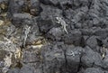 Marine Iguana on lava rocks