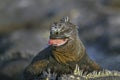 Marine Iguana licking its lips, Fernandina, Galapagos