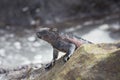 Marine iguana looking away