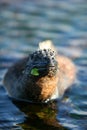 Marine iguana munches