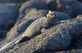 Marine Iguana profile, Punta Espinosa, Fernandina Island, Galapagos Islands